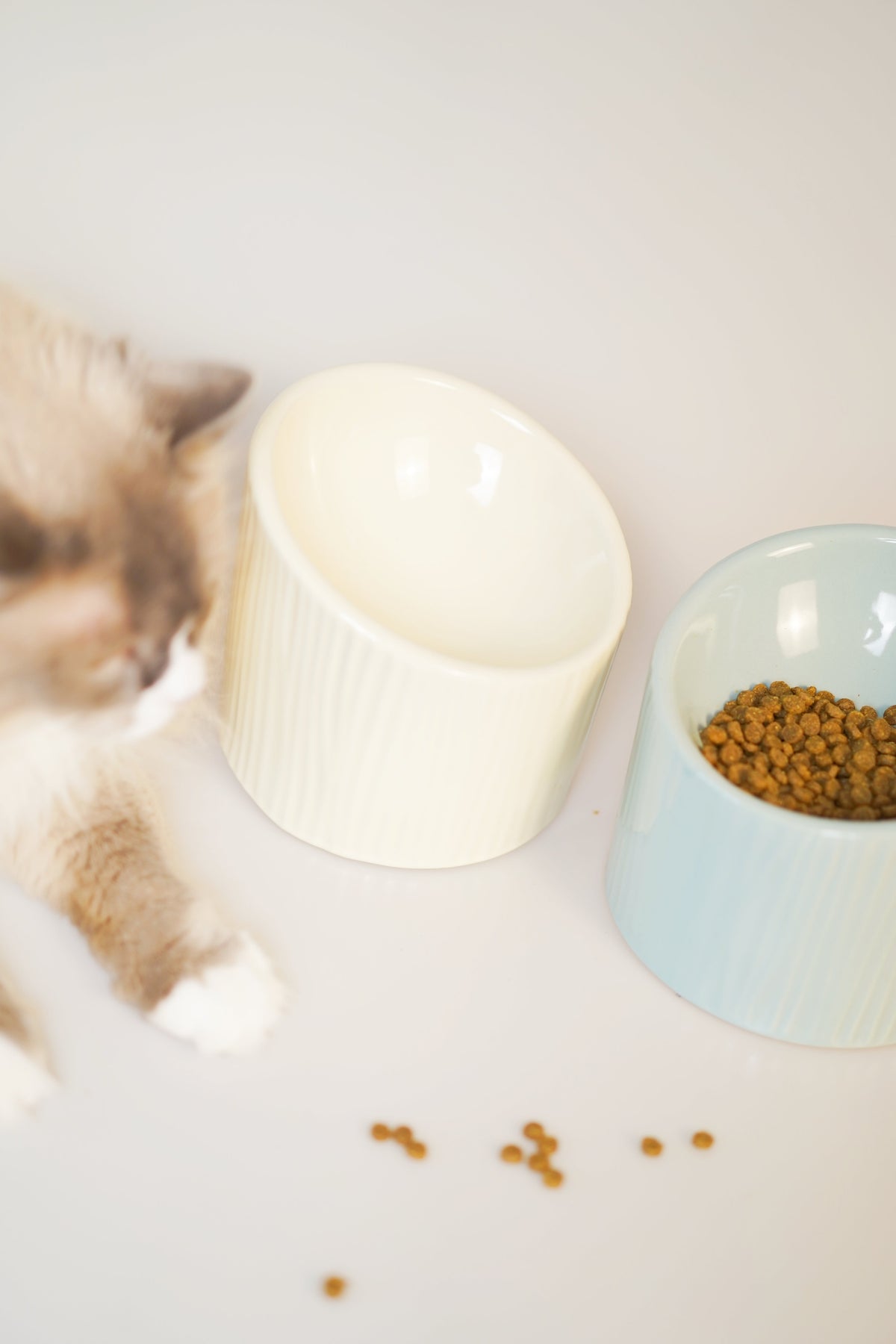 Aura Pet Bowl (Cream)