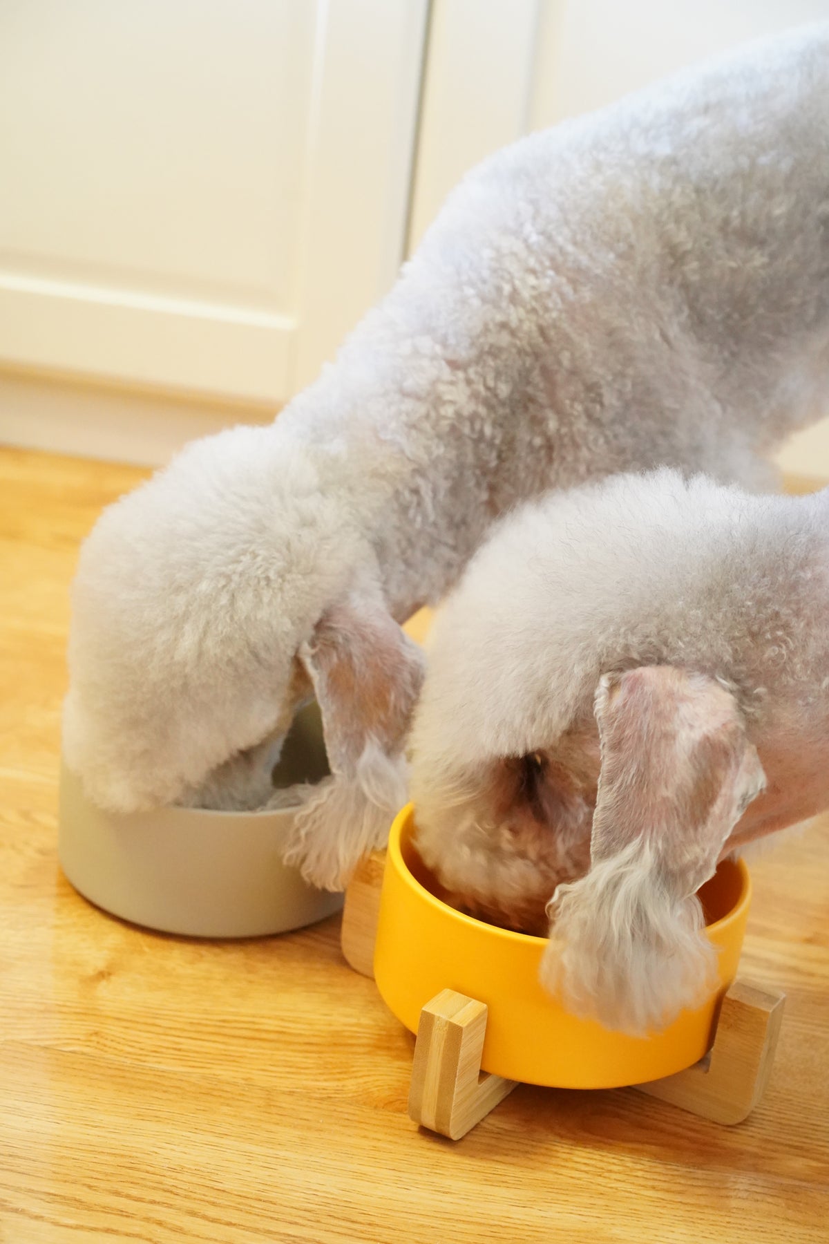 Sophie's Classic Pet Bowl (Honey Yellow)