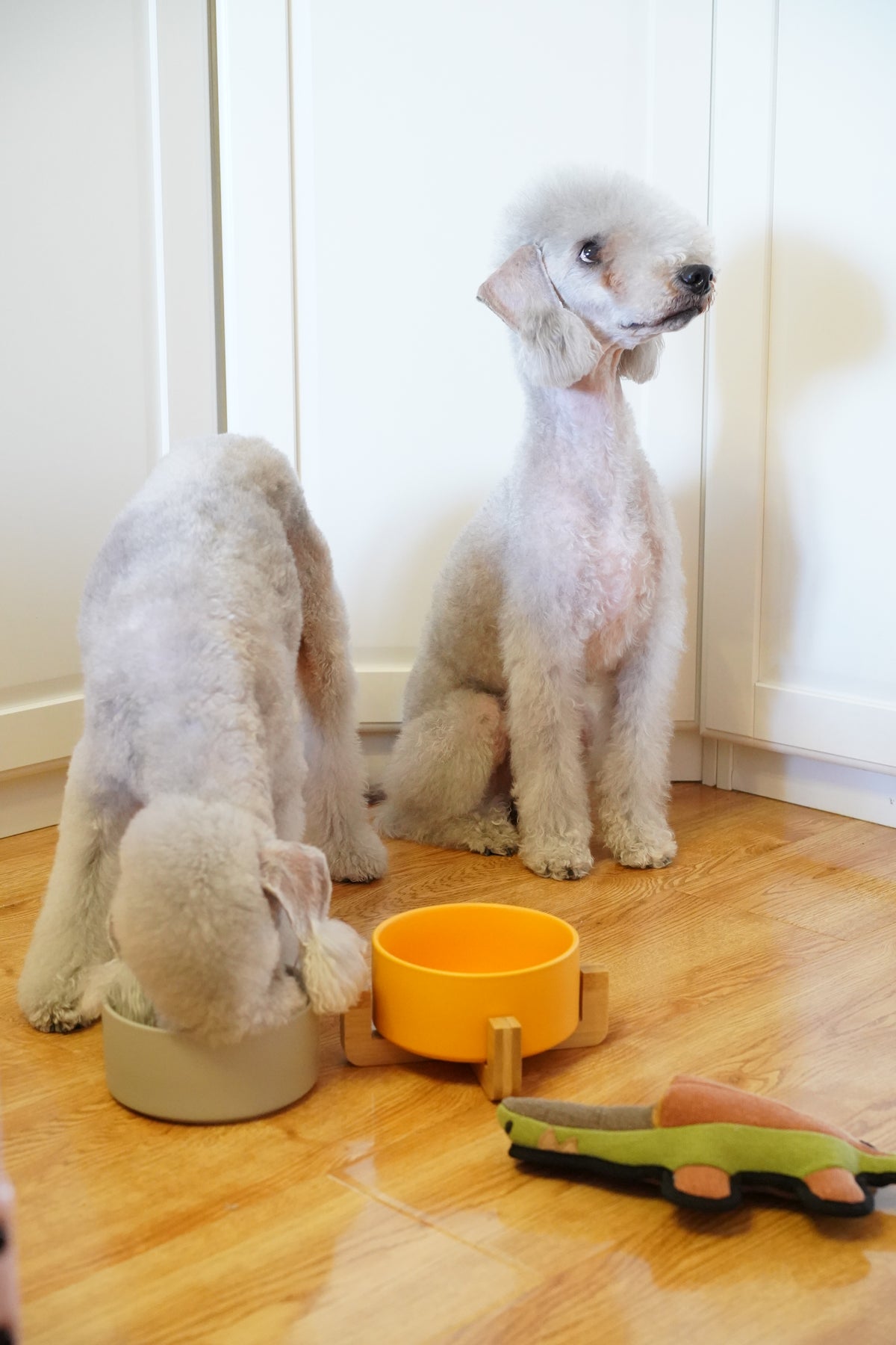 Sophie's Classic Pet Bowl (Honey Yellow)